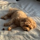 곰 펜션 | [강화도 감성 숙소] 애견동반 별 보고 달 보고 힐링 숙소 : 강화 곰펜션 내돈내산