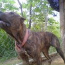 부광주유소 이미지