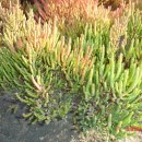 함초농장 이미지