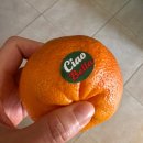 베이커리 산(BAKERY SAN) | | Favignana | 2월의 파비냐나, Calvino🍕, La Pinseria del Borgo 핀사, 오브제, 김치담그기, Sanremo