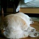 빵실 이미지
