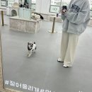 잘어울리개 | 가정동 루원시티 애견카페 잘어울리개