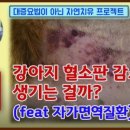 평생피부과동물병원 이미지