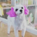 함안 애견샵 러블리펫 이미지