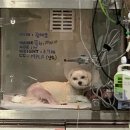 24시 온누리동물메디컬센터 이미지