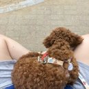 뽀송하개 애견미용 이미지