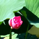 막걸리한사발 이미지