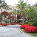 대명세라뷰 Daum카페