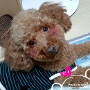 간식주개 이미지