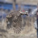 10년 된 시그마 50-500mm 의 위력 이미지