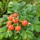 향초목원 이미지