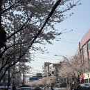 [중곡] 벚꽃뷰 야장/인스타 핫플 노포 | 애견동반 가능한 &#39;서민떡볶이야채곱창&#39; 내돈내먹 후기
