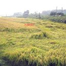 설성초교 이미지