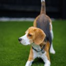 아이튼튼동물병원 이미지