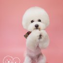 강아지미용실502 이미지