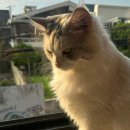 집사의하루 연남점 이미지