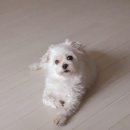 영화 도그(Dog) 이미지