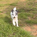 반려동물 테마공원 화장실 | 강아지랑 당일치기 나들이! 오산 반려동물 테마파크 방문후기🐾