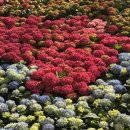 행정정보 문고센터 | 티켓 할인받는 법 | 일산 호수 공원 사전 방문 후기 | 국제 꽃 박람회 관람 정보 요약 한눈에 확인하기