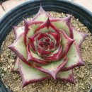 원종한일 이미지