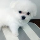 폼나개 이미지