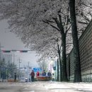 전주 교육청 앞 벚꽃 이미지