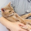 애니펫 동물병원 | 구리 애니케어 동물병원 수컷 고양이 중성화 잠복고환 수술 후기