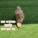 으르렁애견카페 | 파주 실내 애견카페 으르렁 내돈내산 후기