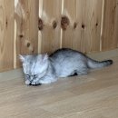 익산 고양이카페 아이캣유 이미지