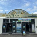 메밀밭 - 강남구 | [제주도] 제주도 2박 3일 여행 일정 공유 - 3일차 | 도치돌알파카목장, 오라동메밀밭 후기