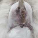 속초삼성동물메디컬센터 이미지