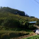 과수원 직거래. 최고의 메이커 순정 진영단감을 회원 여러분께 도매가격에 서비스합니다.(수확이 끝났습니다. 주문 받지 않습니다.) 이미지