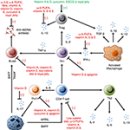 Re: Immunomodulatory Effects of Diet and Nutrients in Systemic Lupus Erythe 이미지