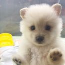 메리펫 - 달성군 다사로 2 | 메리펫