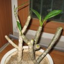 바위솔민박 이미지