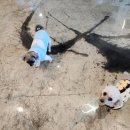 유성애견호텔 이미지