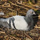 비둘기집 이미지