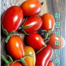 고추줄무늬와 하딘미니어처 이미지