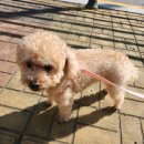 헤이뚜뚜 이미지