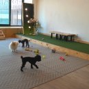 멍멍아준비땅 이미지