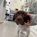 오즈메디칼 이미지