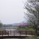 팔당 물 안개 공원의 봄 풍경 이미지