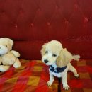 마이펫 부산대점 이미지