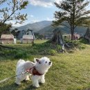 씨유(CU) 정선봉양점 | 강원도 애견동반 하이원리조트 펫클럽 힐콘도 힐펫룸 후기