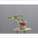 바람의속삭임 이미지