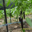 점말농장 이미지