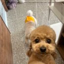 모랑펫살롱 이미지