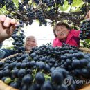 산머루식당