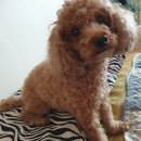 효천동물병원 이미지