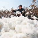 목화솜사탕
